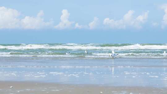 海边海滩海鸥