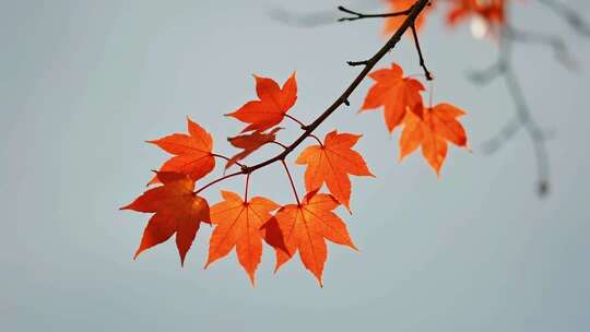 秋分枫叶唯美秋景特写视频