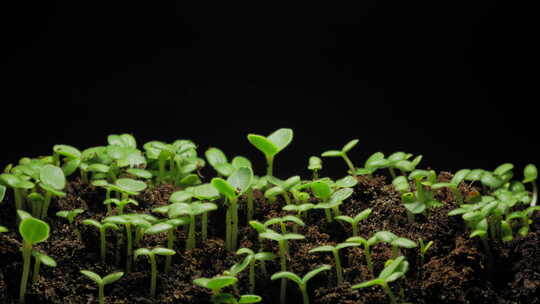 植物种子生根发芽生长动画视频素材模板下载