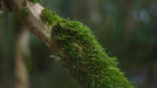 苔藓，分枝，苔藓，生长