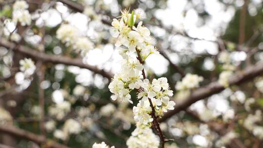 盛开的李子花