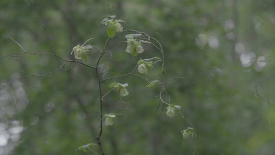 雨后唯美风铃花LOG素材