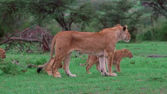 母狮和幼狮一起散步视频素材模板下载