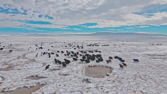 航拍青藏高原冬季牧场牦牛群藏民放牧