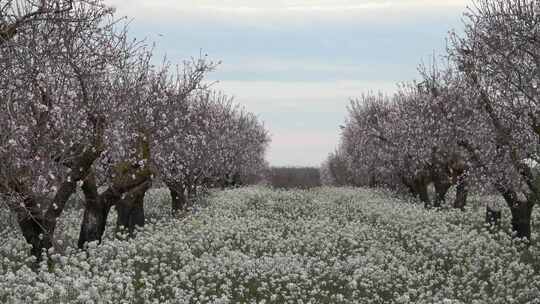 Campos sin herbicida