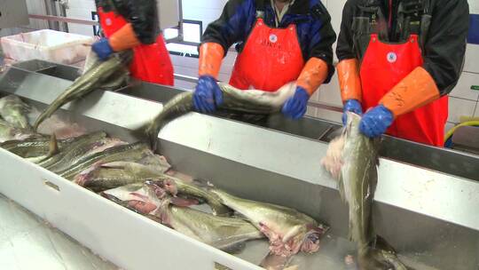 男人们在鱼加工厂的装配线上清洗鱼