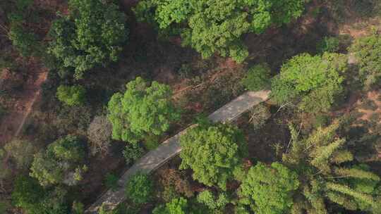 道路小路树林山恋森林