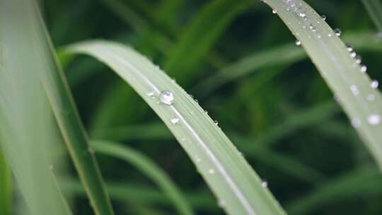 绿色小草露珠水珠