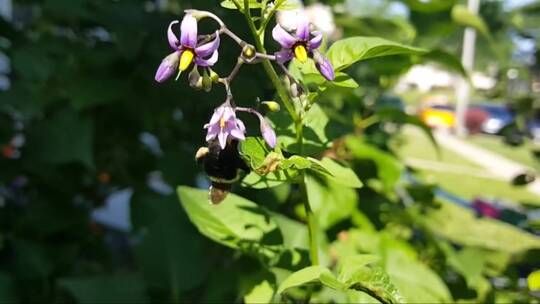 蜜蜂在花前吸取花蜜