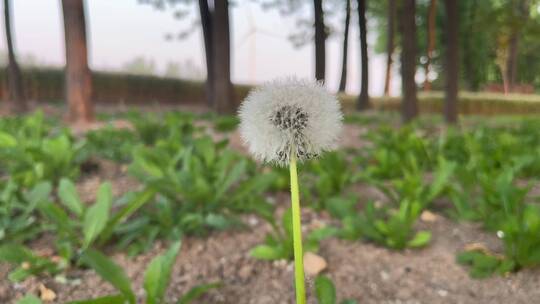 蒲公英种子植物视频素材模板下载