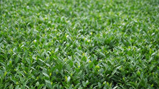 安溪茶园茶树茶叶特写绿色植物风景自然生态