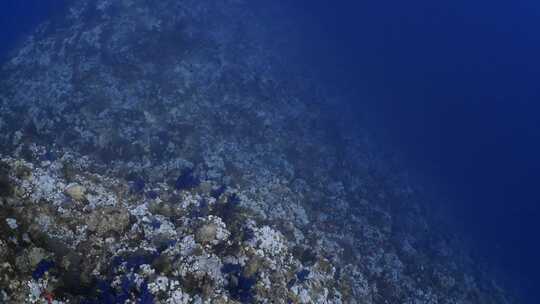 鱼类，水下，海洋生物，海洋生物