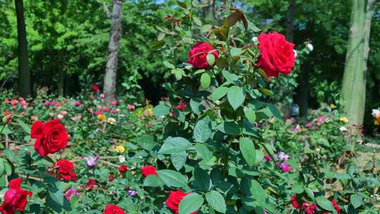 公园花园月季花玫瑰花鲜花红色