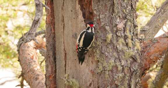 大斑啄木鸟在树上寻找食物。大斑啄木鸟（D