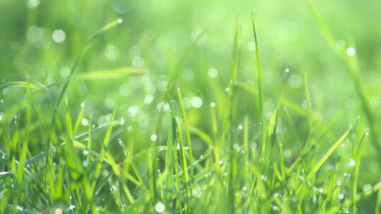 叶子上的雨滴特写水珠草尖晨露