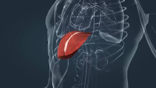 肝脏器官三维医学动画透明人体生物学