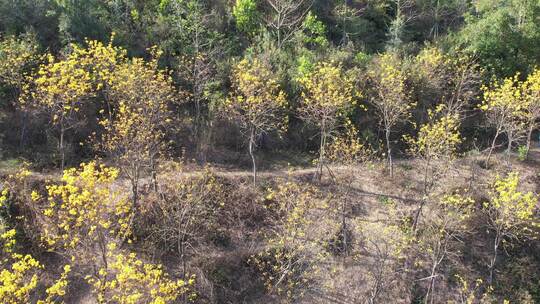 春天山上的黄花风铃木盛开航拍