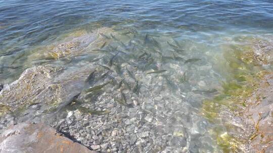 青海湖 湟鱼 保护 动物 鱼 密集 岸边 拍照