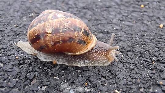 马路上蜗牛