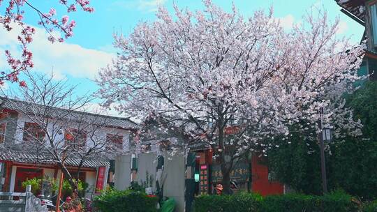 春风吹动蓝天下的樱花树
