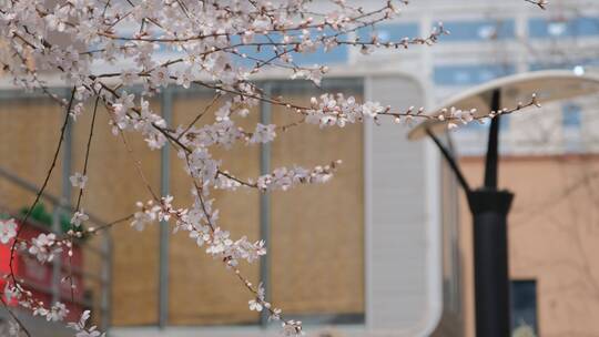 春天在微风中盛开的桃花视频素材模板下载