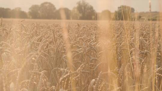 金黄色麦田  成熟大丰收的麦田  麦子  空镜