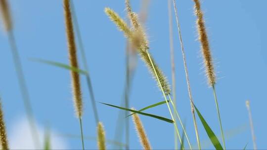 高高的青草映衬着夏日的天空