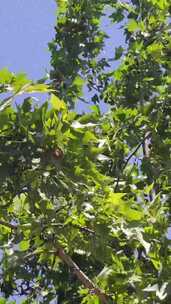 竖版航拍风吹树叶植物夏日风景实拍