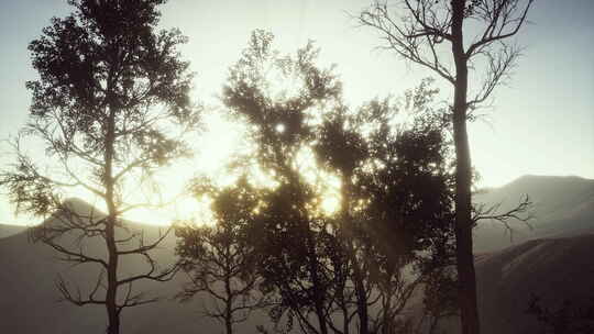 喀尔巴提安山脉松林的雾和薄雾