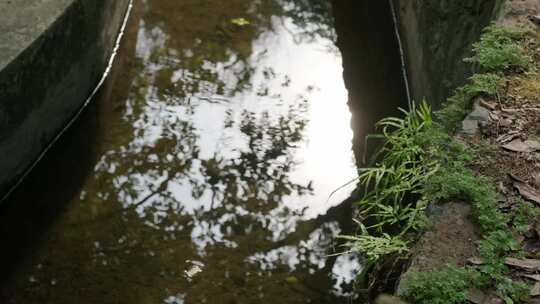 小溪水沟反光逆光青苔蕨类植物空镜头「升格视频素材模板下载