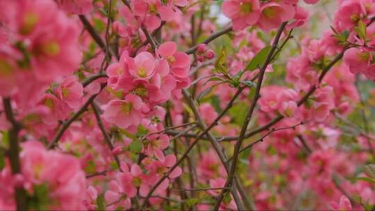 绽放的日本山茶花