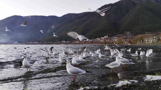 湖泊海鸥泸沽湖清晨