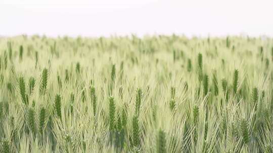 4K繁茂生长的小麦绿色麦田
