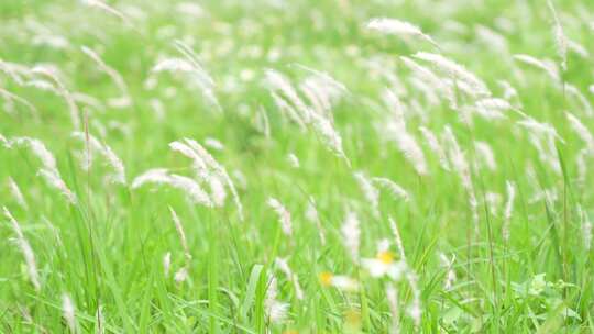 微风吹拂草丛实拍