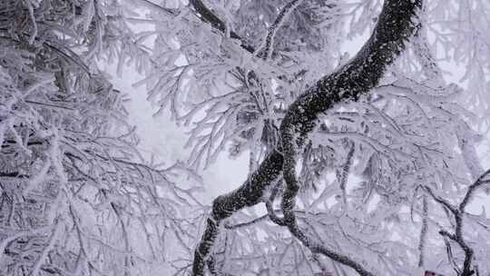 冬天寒风大雪雾凇