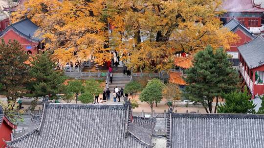 航拍平顶山文殊寺银杏