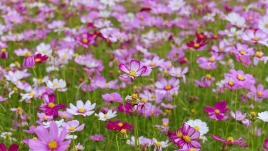 格桑花花开