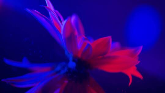 红蓝光鲜花摄影雏菊非洲菊
