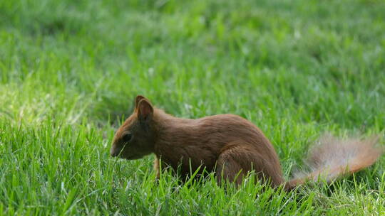 公园草地上的松鼠
