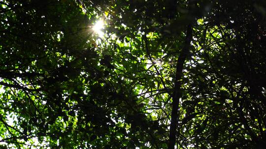 森林里抬头看树林仰视仰拍逆光仰望阳光树林视频素材模板下载