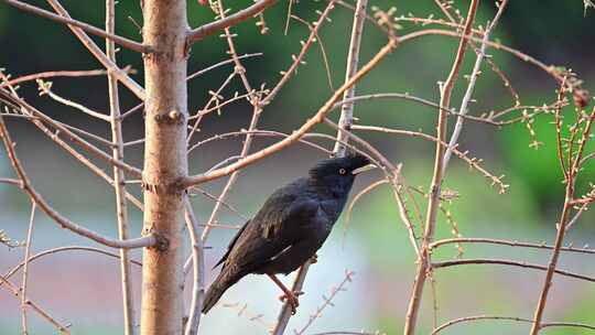 春天树枝上野生鸟八哥在跳跃鸣叫