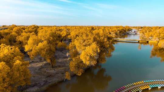 额济纳胡杨林小火车内蒙古风景秋天胡杨