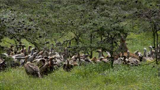 塞伦盖蒂平原秃鹫坦桑尼亚鬣狗