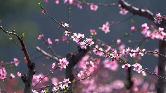 春天桃花盛开