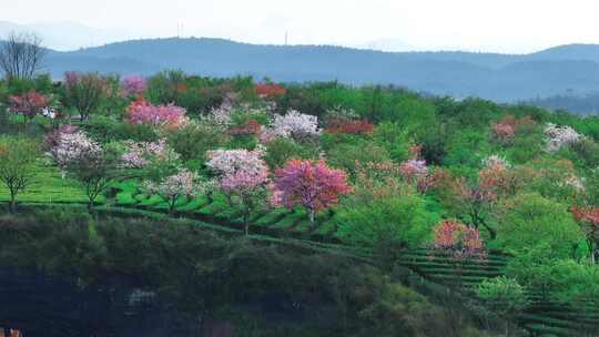 湖南郴州高椅岭樱花园