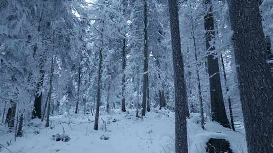 树木，树干，森林，雪