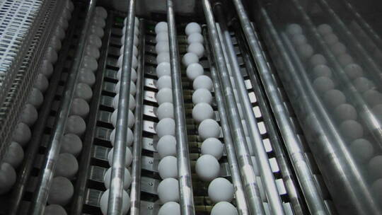 自动化机械在工厂加工白鸡蛋