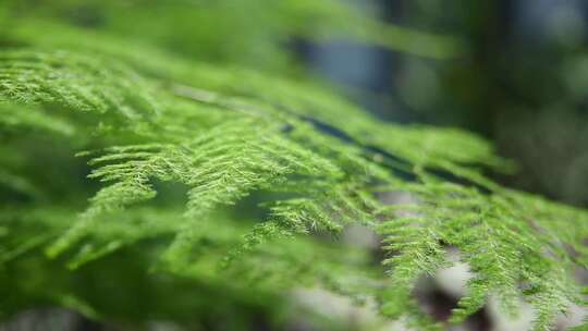 植物素材