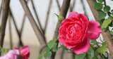 竹篱笆上绽放的蔷薇花高清在线视频素材下载