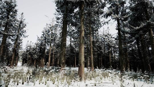 美丽的雪白森林在冬天结霜的日子视频素材模板下载